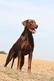 DOBERMANN 099